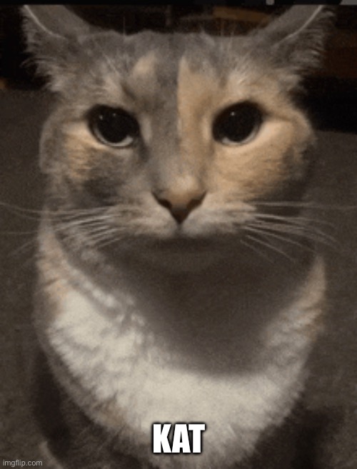 Haw | Kat | image tagged in cat dead stare | made w/ Imgflip meme maker