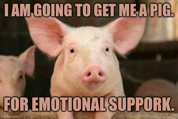 Emotional Suppork | I am going to get me a pig. For emotional suppork. | image tagged in pig | made w/ Imgflip meme maker