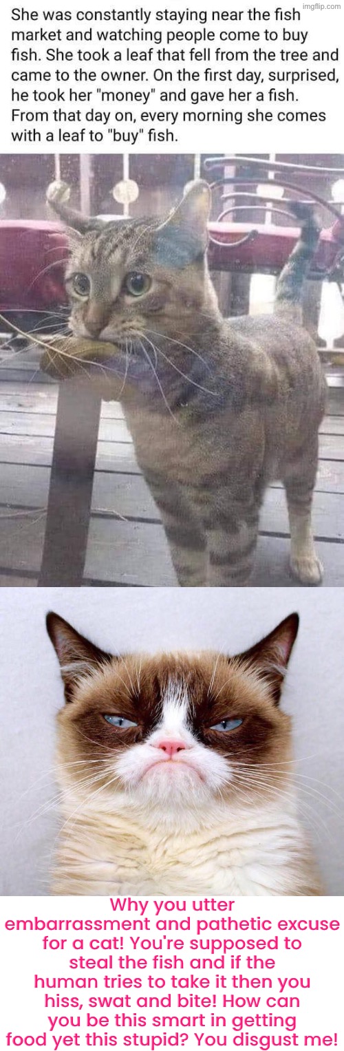 Why You Utter Embarrassment | Why you utter embarrassment and pathetic excuse for a cat! You're supposed to steal the fish and if the human tries to take it then you hiss, swat and bite! How can you be this smart in getting food yet this stupid? You disgust me! | image tagged in cats,grumpy cat,grumpy cat insults,embarrassing,pathetic,failure | made w/ Imgflip meme maker