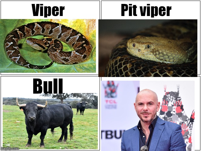 Making this at 10:30 pm somehow expecting this to do well | Viper                     Pit viper; Bull | image tagged in memes,blank comic panel 2x2,pitbull,comparison | made w/ Imgflip meme maker