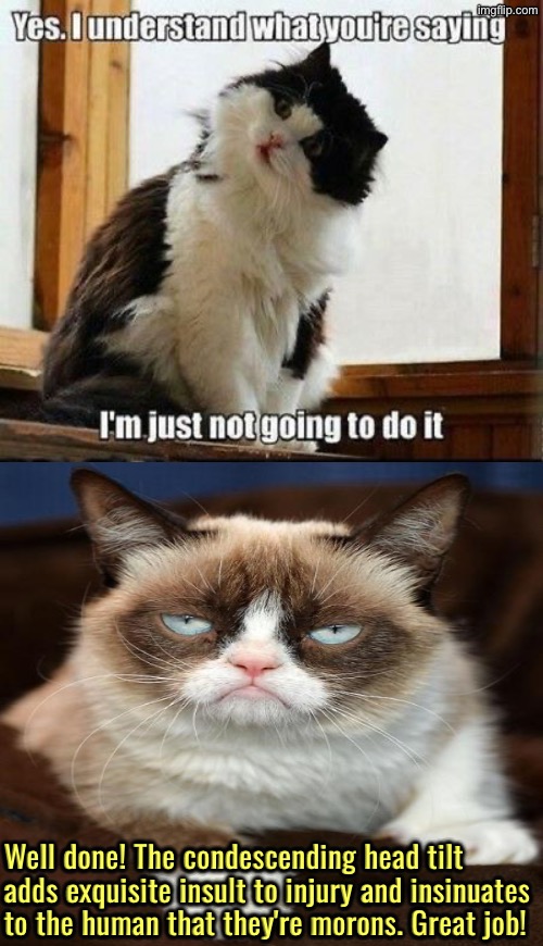 Miss Grump Says Well Done | Well done! The condescending head tilt adds exquisite insult to injury and insinuates to the human that they're morons. Great job! | image tagged in cats,grumpy cat,condescending,insult to injury,well done,funny cats | made w/ Imgflip meme maker