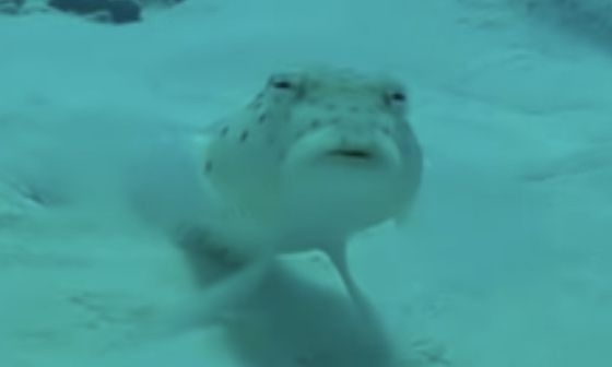 Fish "What The Hell" Blank Meme Template