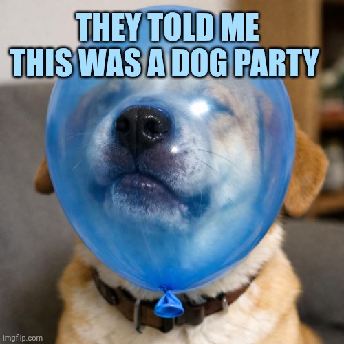 Dog getting it’s face stuck in a ballon | They told me this was a dog party | image tagged in dog getting it s face stuck in a ballon | made w/ Imgflip meme maker