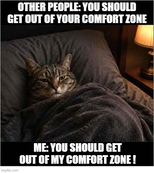 Comfort Zones | Other people: you should get out of your comfort zone; me: you should get out of my comfort zone ! | image tagged in cats,comfort zone | made w/ Imgflip meme maker