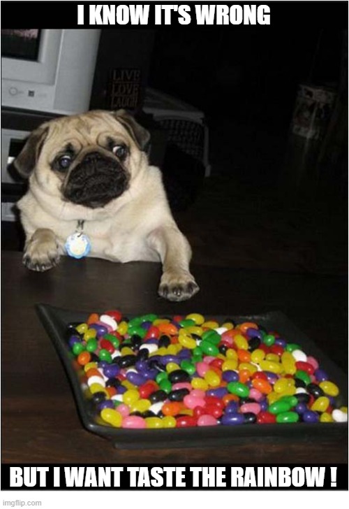 Temptation ! | I know it's wrong; but I want taste the rainbow ! | image tagged in dogs,pug,temptation,skittles | made w/ Imgflip meme maker