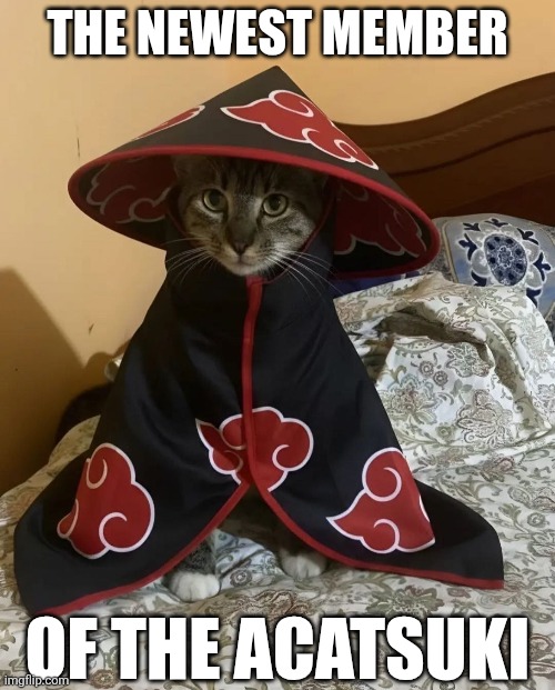 THE NEWEST MEMBER; OF THE ACATSUKI | image tagged in memes,cats,naruto,naruto shippuden,anime | made w/ Imgflip meme maker