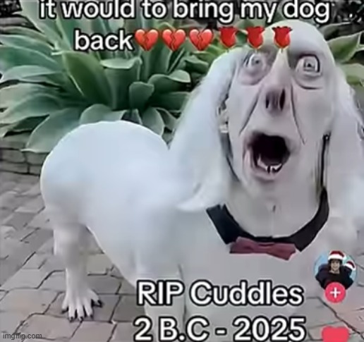 thank the lord he's gone | image tagged in dog | made w/ Imgflip meme maker