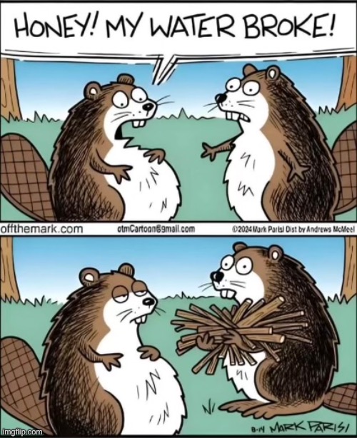 Dam | image tagged in comic,beavers,pregnant,dam | made w/ Imgflip meme maker