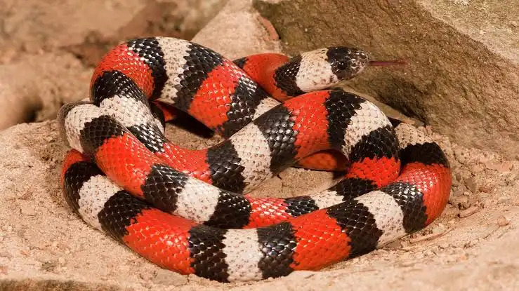 Milk snake Blank Meme Template