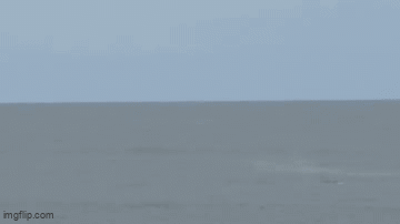 atrt8x.gif