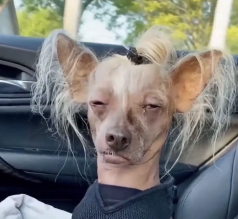 Meth head dog Blank Meme Template