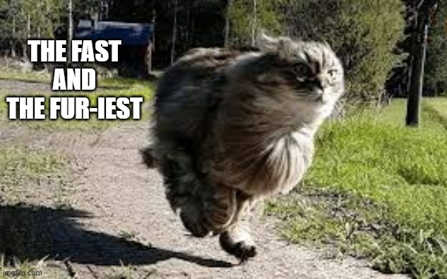 This cat is the "Fast and the Fur-iest." | the fast and the fur-iest | image tagged in cat,kittens,funny,humor,play on words,funny cat memes | made w/ Imgflip meme maker