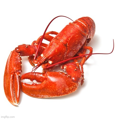 This reminds me of something... | image tagged in lobster | made w/ Imgflip meme maker