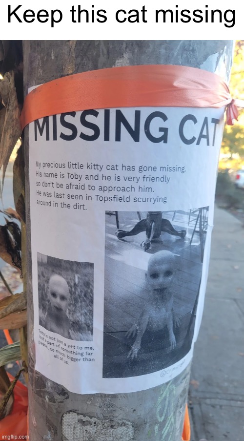 this cat aint missing its on the loose | Keep this cat missing | image tagged in memes,cats,funny,scary | made w/ Imgflip meme maker