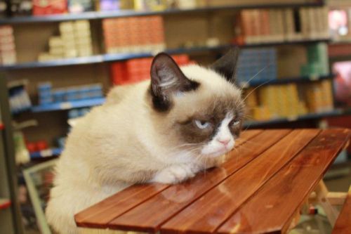 Grumpy Cat Table Blank Meme Template - Imgflip