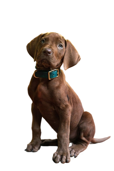 Netflix's Live Action Scooby Doo Blank Meme Template