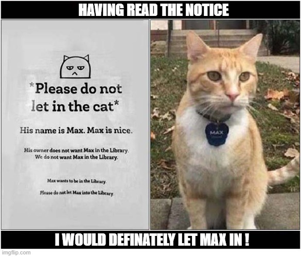 The Temptation Was Too Great ! | Having Read The Notice; I Would Definately Let Max In ! | image tagged in cats,notice,temptation | made w/ Imgflip meme maker
