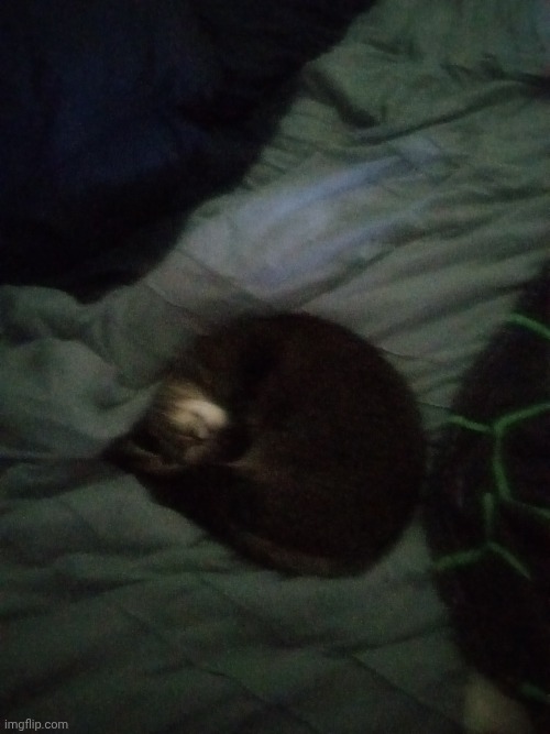 My cat just sleeping lol | made w/ Imgflip meme maker