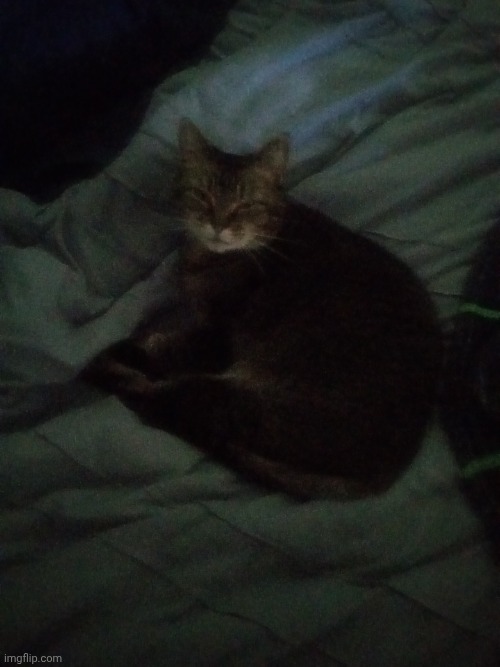 Oops, I accidentally woke up my cat | made w/ Imgflip meme maker