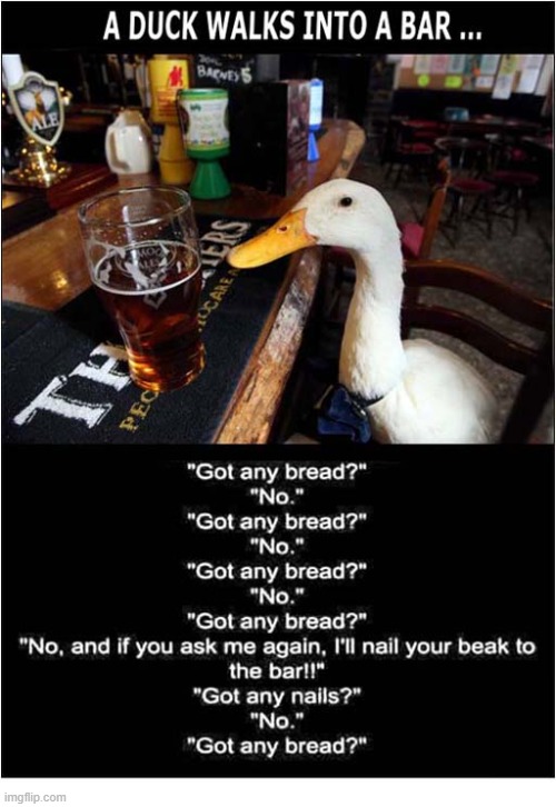 A Very Annoying Bird ! | image tagged in annoying,duck,bar,bread,nails | made w/ Imgflip meme maker