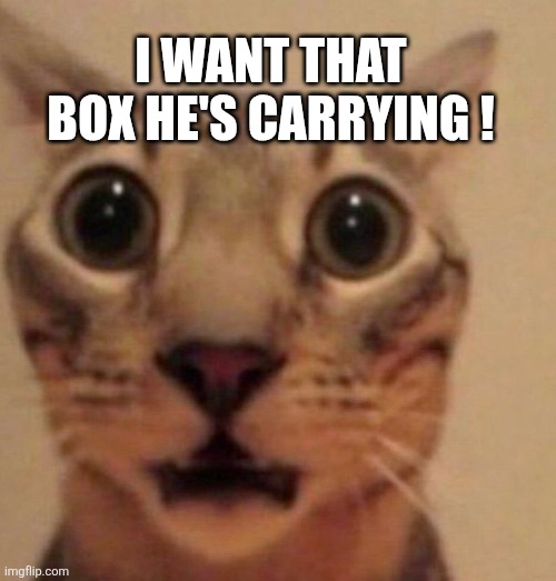 Shocked cat | I want that box he's carrying ! | image tagged in shocked cat | made w/ Imgflip meme maker