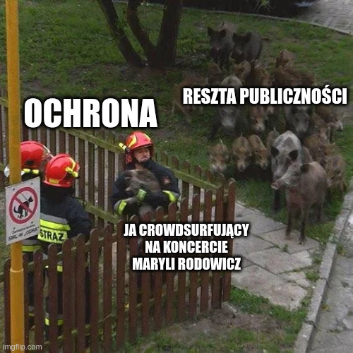 Staring Boars | reszta publiczności; ochrona; ja crowdsurfujący na koncercie maryli rodowicz | image tagged in staring boars | made w/ Imgflip meme maker