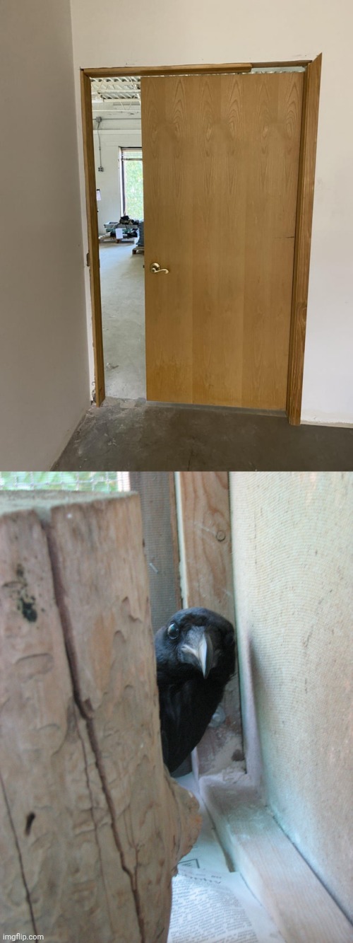 A wider door is definitely necessary | image tagged in peekaboo crow,door,doors,memes,you had one job,fails | made w/ Imgflip meme maker