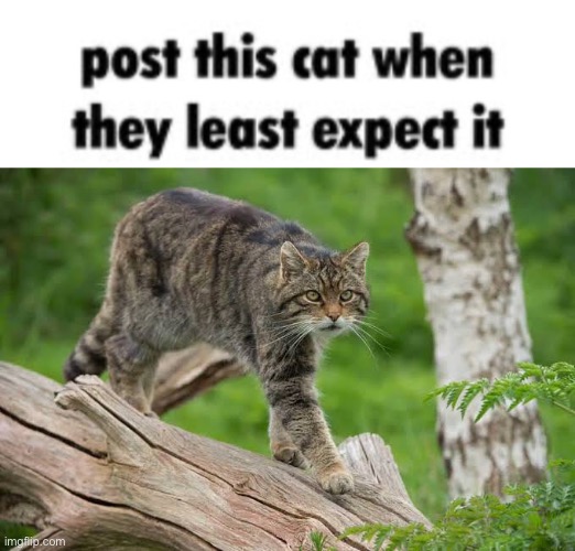 Scottish wild cat | image tagged in post this cat when they least expect it,memes | made w/ Imgflip meme maker