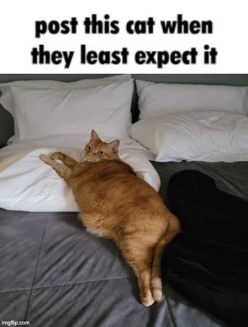 image tagged in post this cat when they least expect it,thicc,memes,funny | made w/ Imgflip meme maker