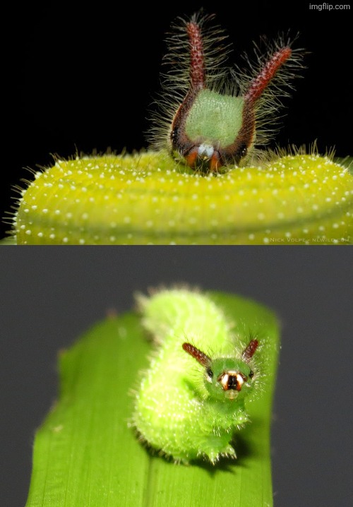 the little guiy | made w/ Imgflip meme maker