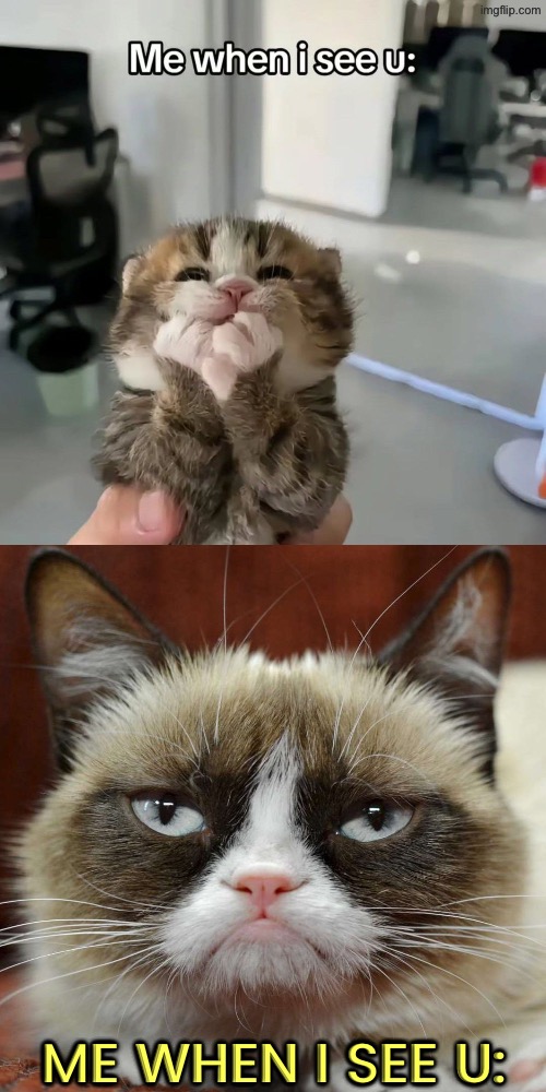 Kitten Vs Miss Grump | Me when I see u: | image tagged in cats,cute kittens,me when,grumpy cat,angry cat,facial expressions | made w/ Imgflip meme maker