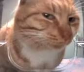 Boombasitc side eye cat Blank Meme Template