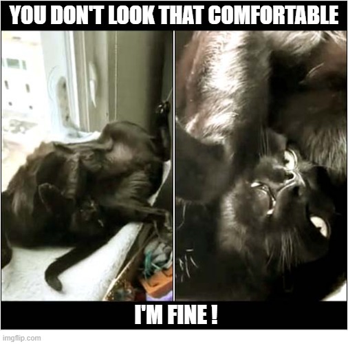 How Did He Even Get In That Position ? | You Don't Look That Comfortable; I'm fine ! | image tagged in cats,position,uncomfortable,this is fine | made w/ Imgflip meme maker