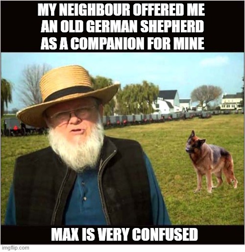 Be Careful About Accepting Unwanted Gifts ! | My Neighbour offered me 
an old german shepherd
as a companion for mine; max is very confused | image tagged in dogs,gift,german shepherd,confusion | made w/ Imgflip meme maker