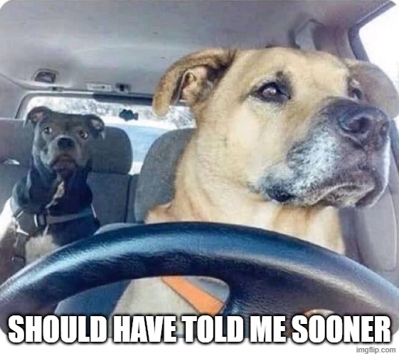 should have told me sooner | image tagged in dog driving | made w/ Imgflip meme maker