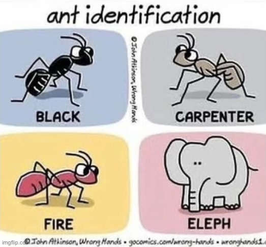 Know your ants! | image tagged in comics,ant identification,black,carpenter,fire,eleph | made w/ Imgflip meme maker