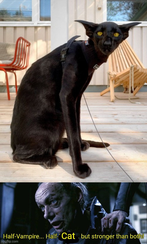 Nosfercatu | Cat | image tagged in singe underworld,vampire,cat | made w/ Imgflip meme maker
