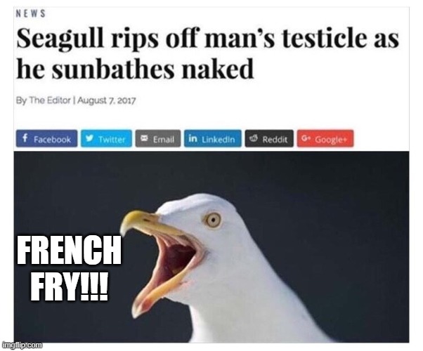 Seagull Horror | french fry!!! | image tagged in headlines | made w/ Imgflip meme maker