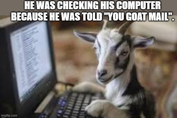 My pet checking her mail because her computer told her "You Goat Mail". | He was checking his computer because he was told "you goat mail". | image tagged in funny,humor,play on words,goat,computer,email | made w/ Imgflip meme maker