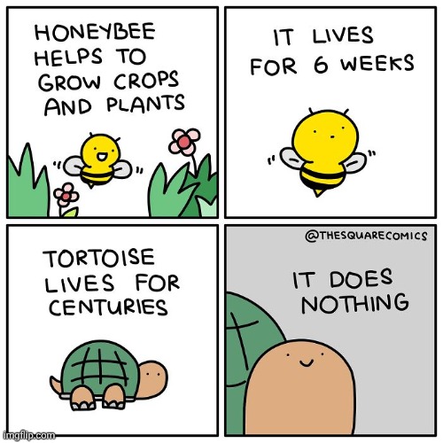 Honeybee vs Tortoise | image tagged in honeybee,bee,bees,comics,comics/cartoons,tortoise | made w/ Imgflip meme maker