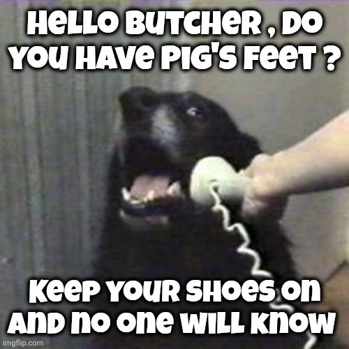 Hello Butcher , do you have Pig's feet ? Keep your shoes on and no one will know | image tagged in dog telephone | made w/ Imgflip meme maker