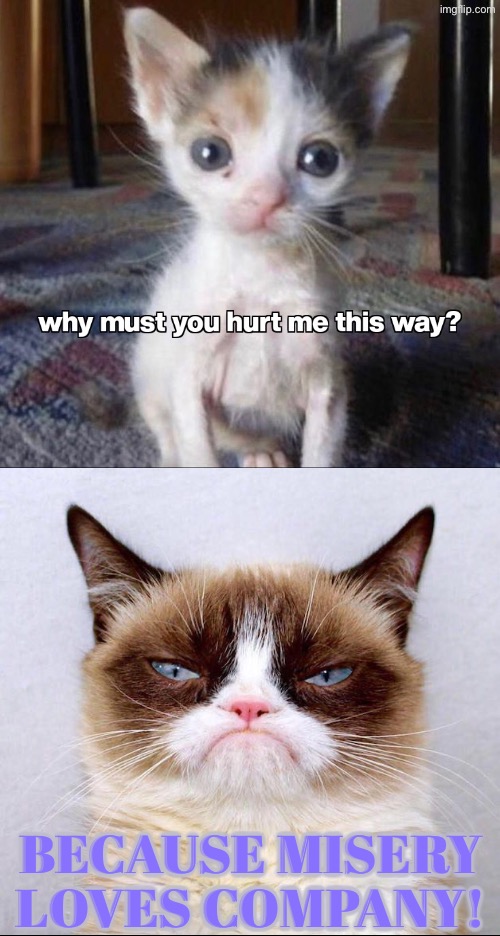 Misery Loves Company | Because misery loves company! | image tagged in cats,grumpy cat,misery,why must you hurt me in this way,cute kittens,funny cats | made w/ Imgflip meme maker