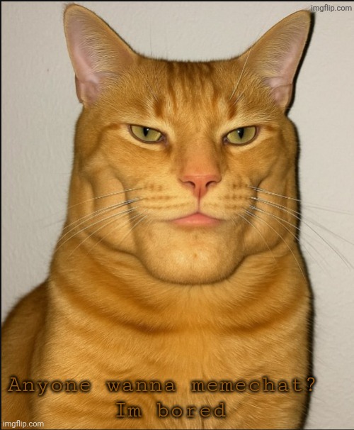 You can choose the subject, and ill talk about anything | Anyone wanna memechat?  
Im bored | image tagged in chad cat | made w/ Imgflip meme maker