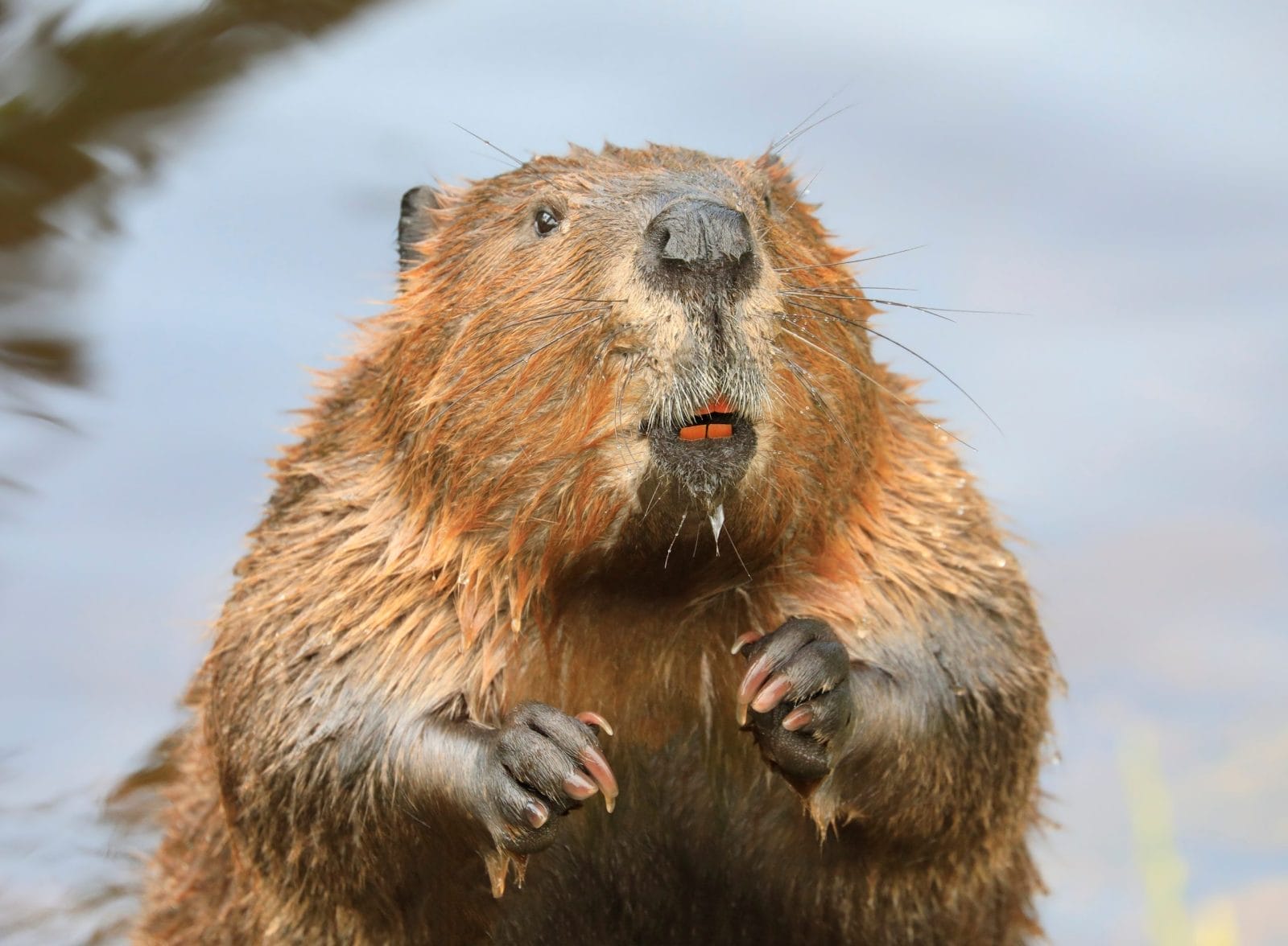 confused beaver Blank Meme Template