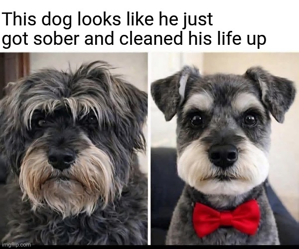He cleans up nice | This dog looks like he just got sober and cleaned his life up | image tagged in dogs,groomed,sober,cleaned up,funny dogs | made w/ Imgflip meme maker