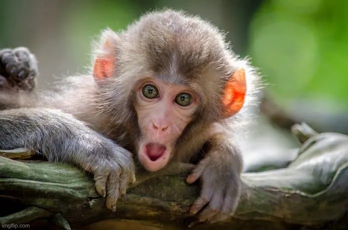 image tagged in scared monkey | made w/ Imgflip meme maker