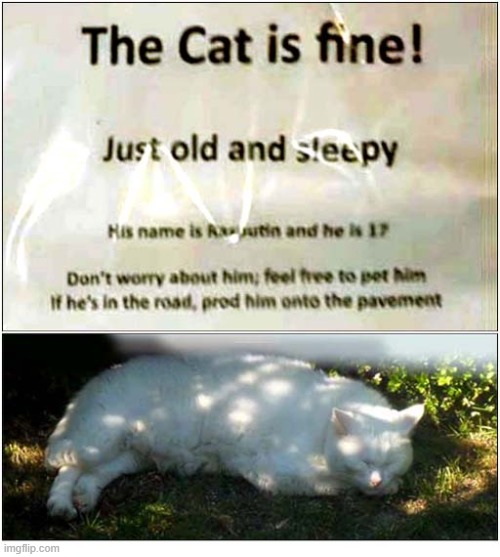I Can Relate To Rasputin ! | image tagged in cats,old,sleepy,relatable | made w/ Imgflip meme maker