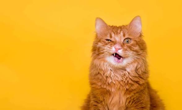 Funny cat Blank Meme Template