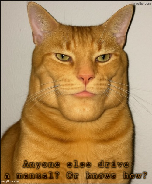 chad cat | Anyone else drive a manual? Or knows how? | image tagged in chad cat | made w/ Imgflip meme maker