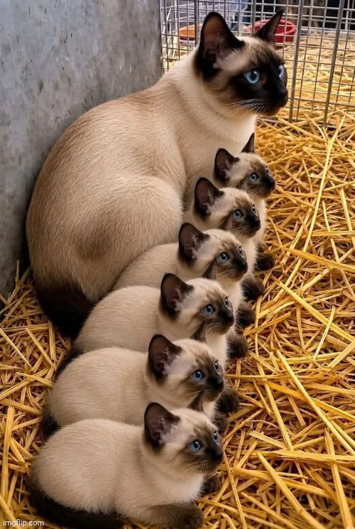 Mama cat and her 6 babies | image tagged in mama cat and her 6 babies | made w/ Imgflip meme maker